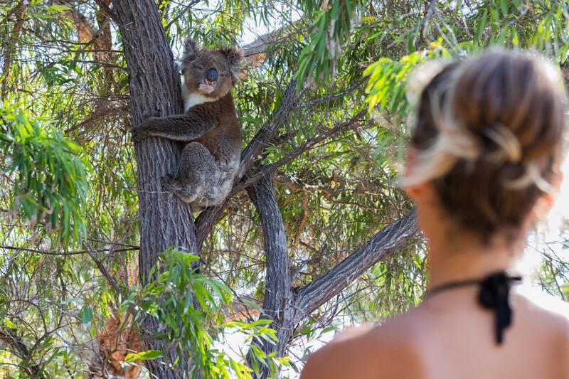 Sprachaufenthalt Australien, Brisbane, Koala