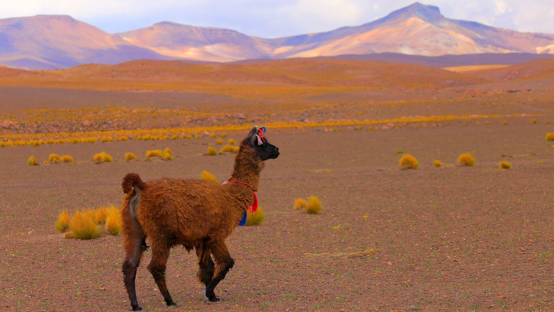 Sprachaufenthalt Bolivien, Alpaca