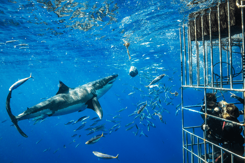 Sprachaufenthalt Shark Cage Diving