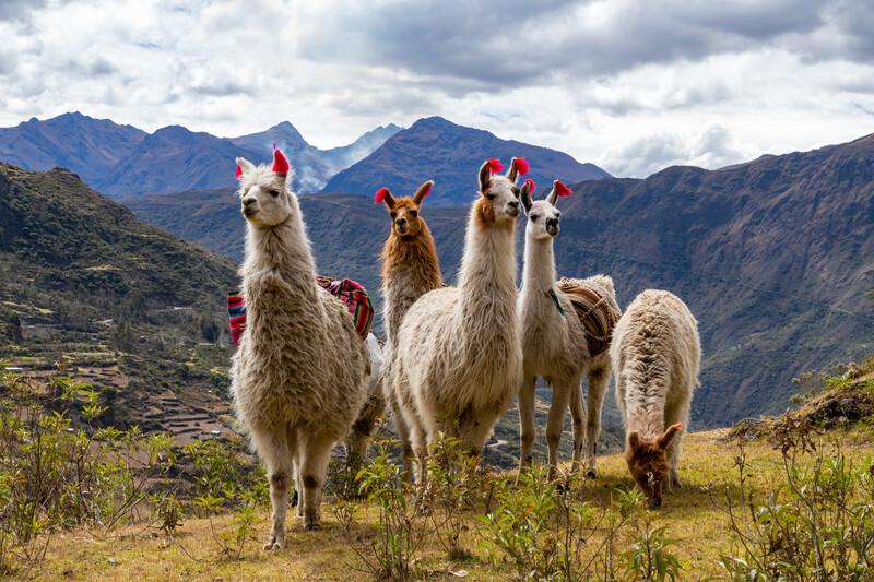 Sprachaufenthalt Peru, Cusco, Trekking