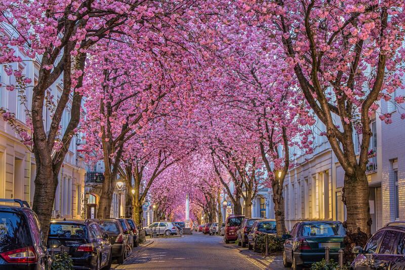 Sprachaufenthalt Deutschland, Bonn, Cherry Blossom