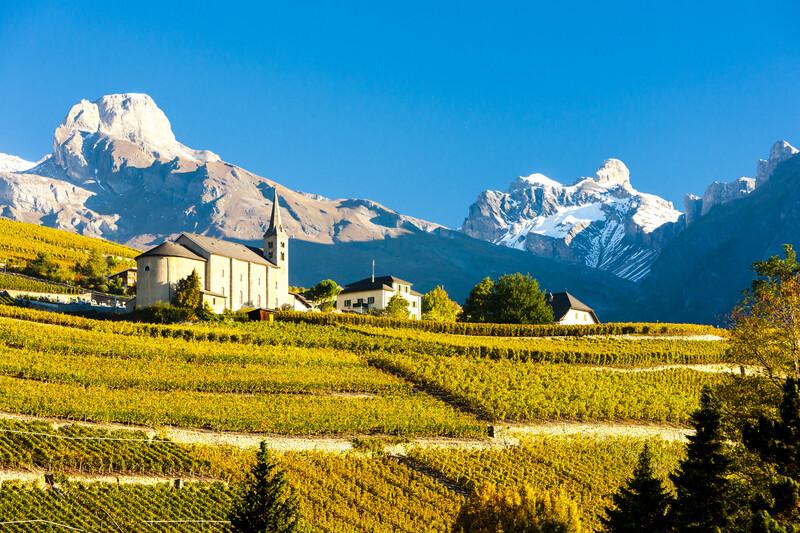 Sprachaufenthalt Schweiz, Lausanne - Weinreben