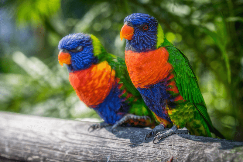 Sprachaufenthalt Guadeloupe, Vögel