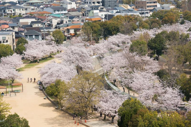 Séjour linguistique Japon, Kobe - Hanami