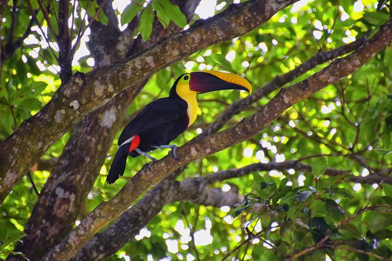 Séjour linguistique Costa Rica, Jacó, Turkans