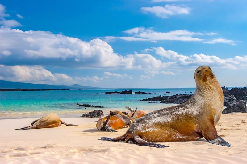 Sprachaufenthalt Ecuador, Galapagos