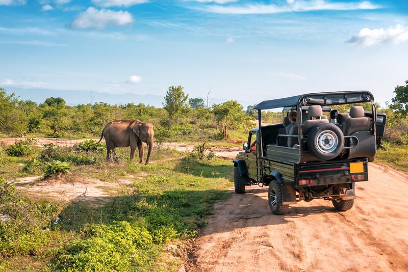 Séjour linguistique Afrique du Sud, Le Cap - Safari Tour