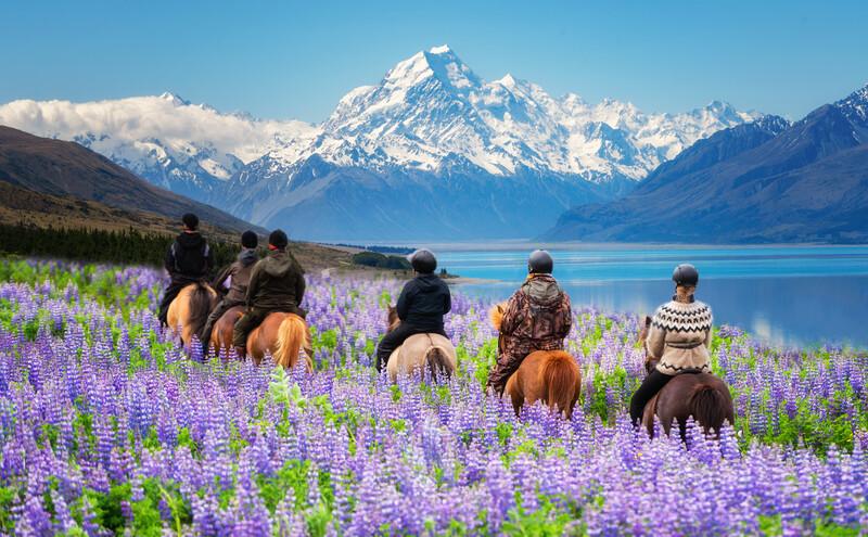 Séjour linguistique Nouvelle-Zélande, Cheval