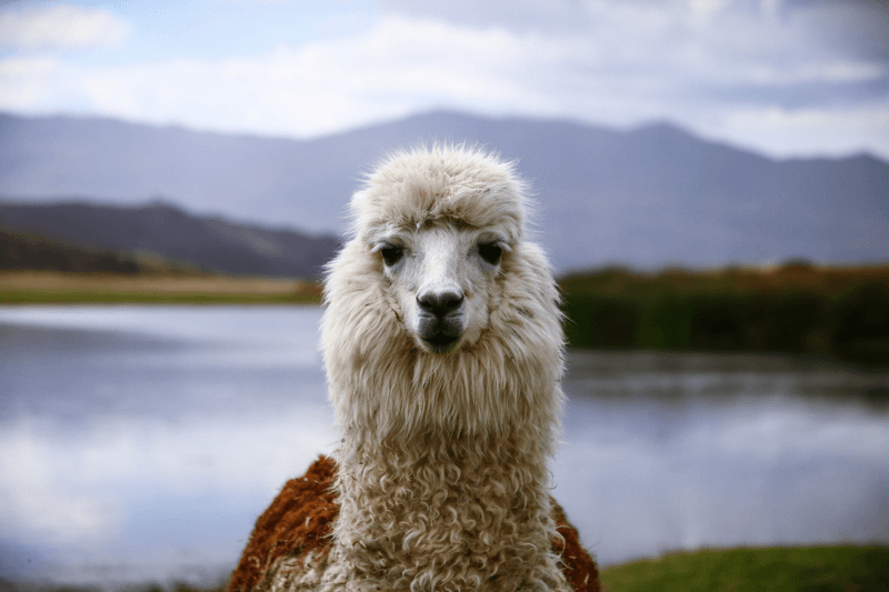 Sprachaufenthalt Peru, Lama