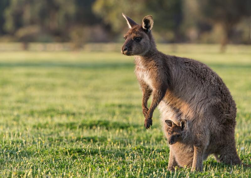 Sprachaufenthalt Australien, Adelaide - Känguru