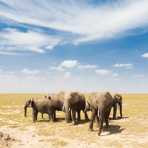 Séjour linguistique Afrique du Sud, Éléphants