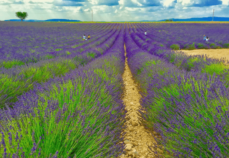 Sprachaufenthalt Frankreich, Aix en Provence - Lavendel