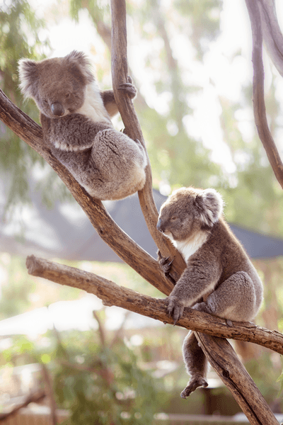 Séjour linguistique Australie, Volunteering - Koalas