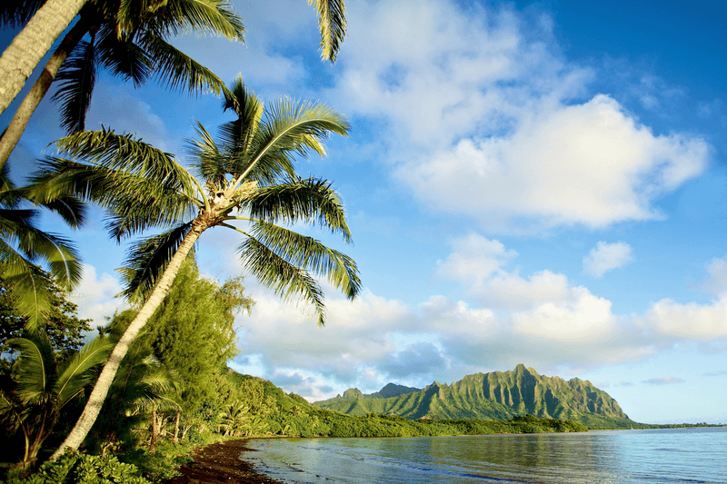 Séjour linguistique USA, Hawaii - Paysage, palmiers