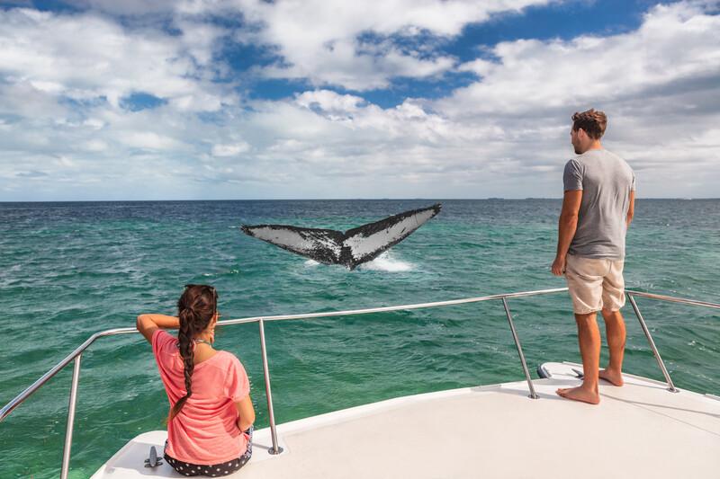Séjour linguistique Espagne, Tarifa, Whale Watching