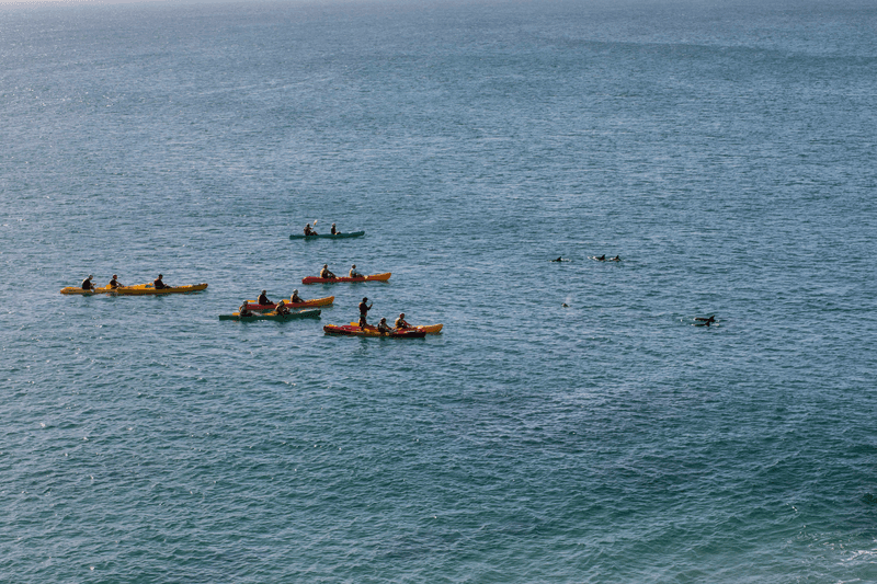 Sprachaufenthalt Australien, Byron Bay, Kayak mit Delfinen