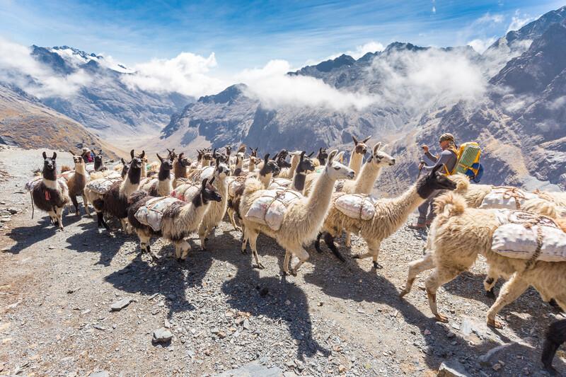 Sprachaufenthalt Bolivien, Lamas