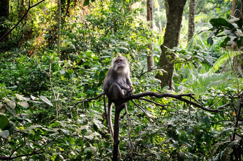 Sprachaufenthalt Dominikanische Republik, Sosua - Monkey Jungle