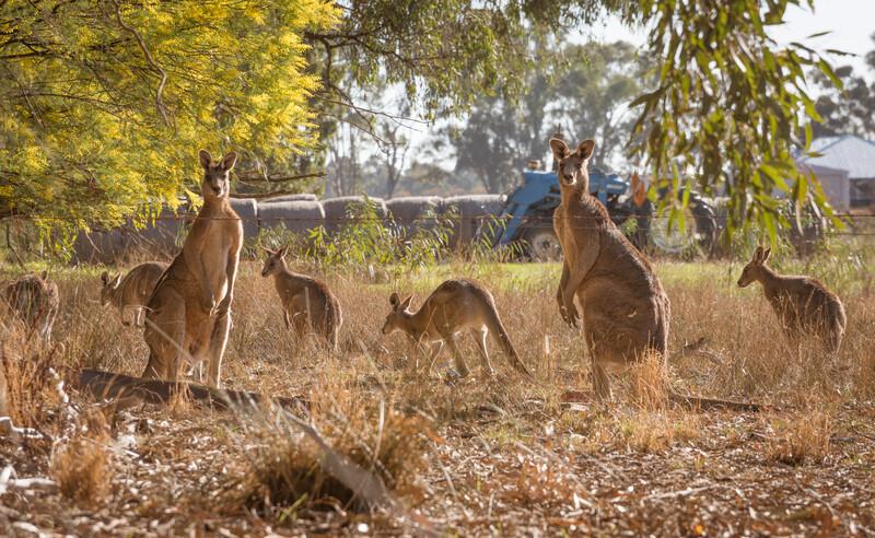 Séjour linguistique Australie, Gold Coast - kangourou