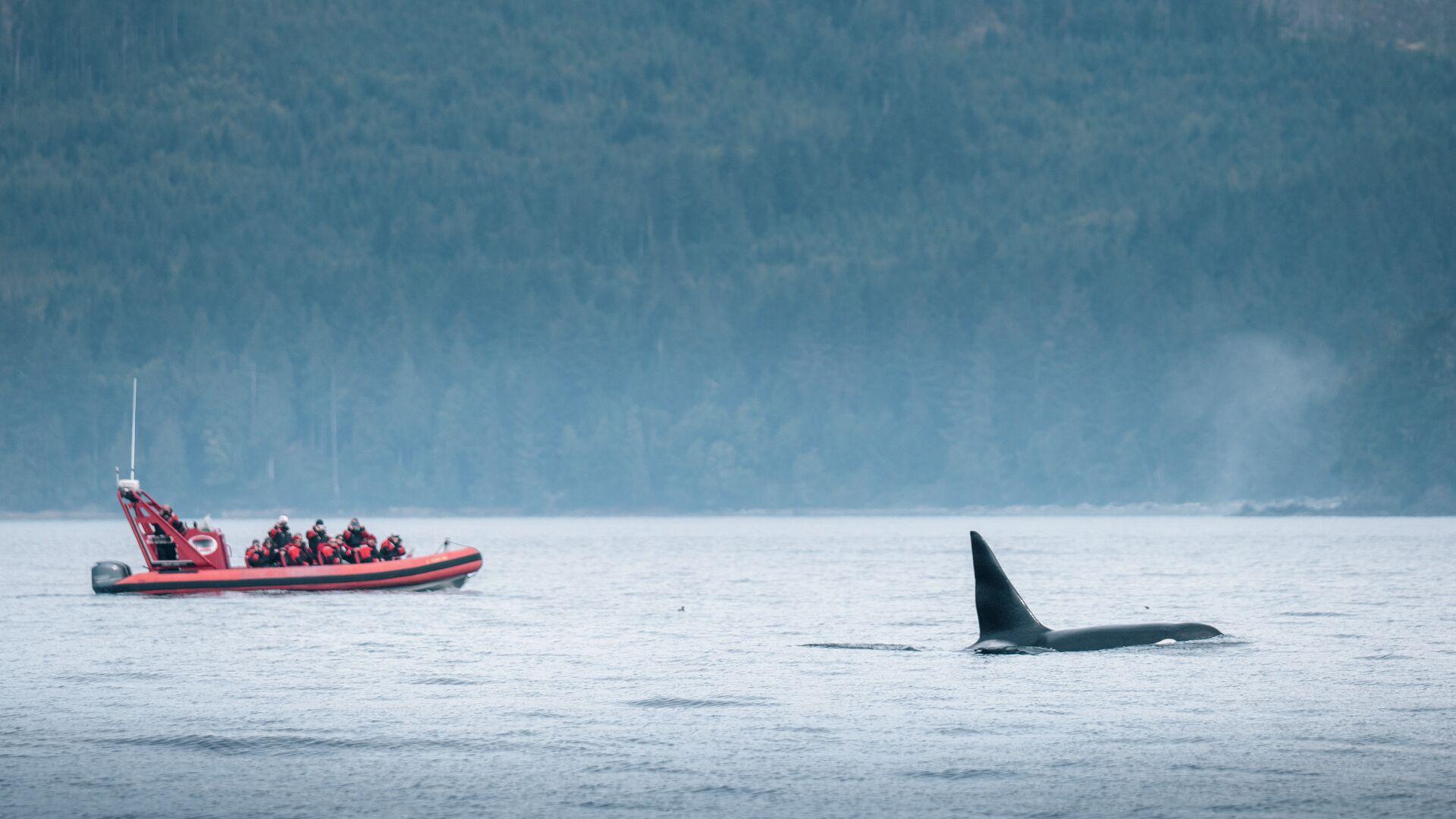 Sprachaufenthalt Kanada, Vancouver, Whale Watching
