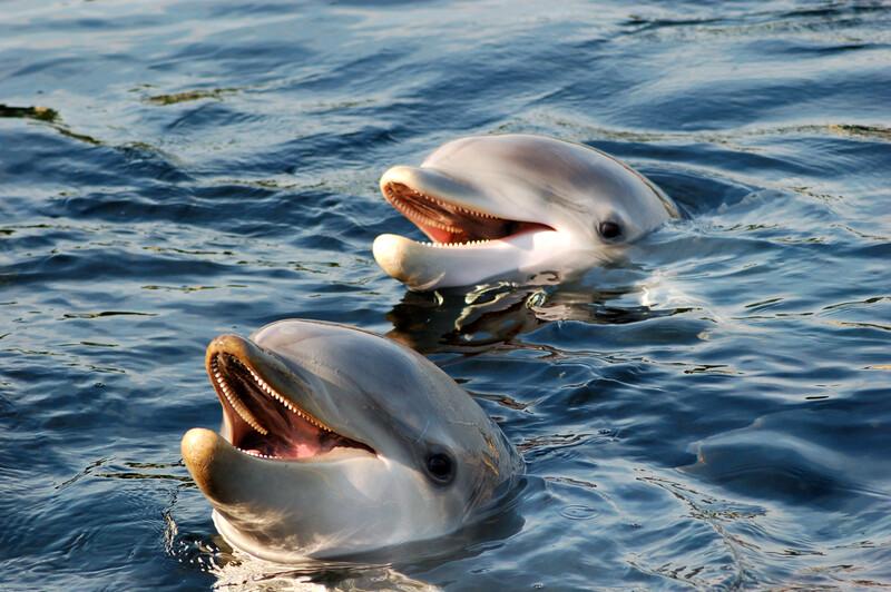 Sprachaufenthalt Australien, Sunshine Coast, Kayak mit Delfinen
