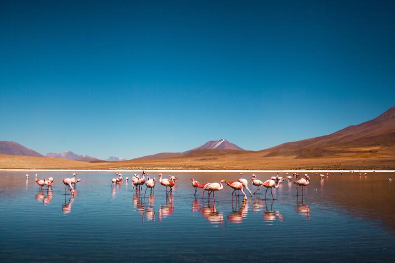 Sprachaufenthalt Bolivien, Flamingos