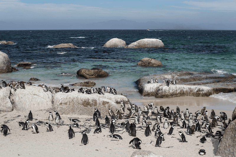 Sprachaufenthalt Südafrika, Pinguin