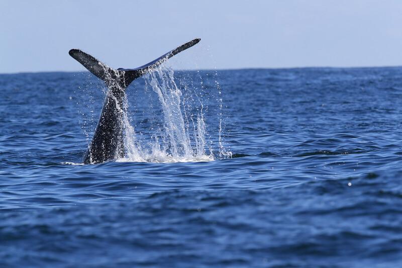 Sprachaufenthalt Kanada, Vicotria - Whale Watching
