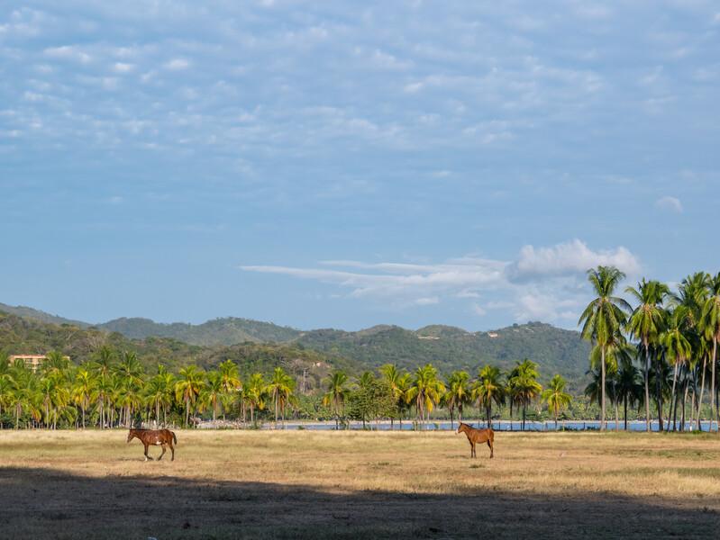 Sprachaufenthalt Costa Rica, Samara - Pferde