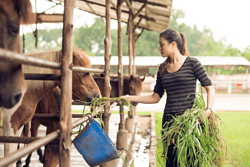 Boa Lingua, Sprachaufenthalt - Farmstay