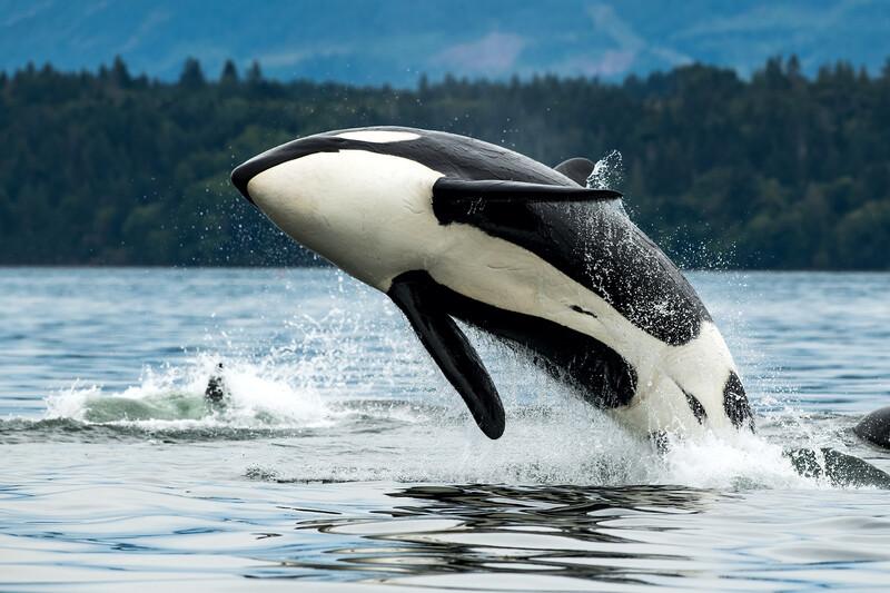 Séjour linguistique Canada, Vancouver Island - Whale Watching
