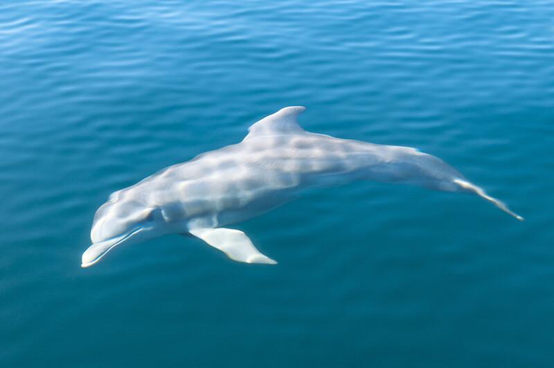 Sprachaufenthalt Panama, Bocas del Toro - Delfin