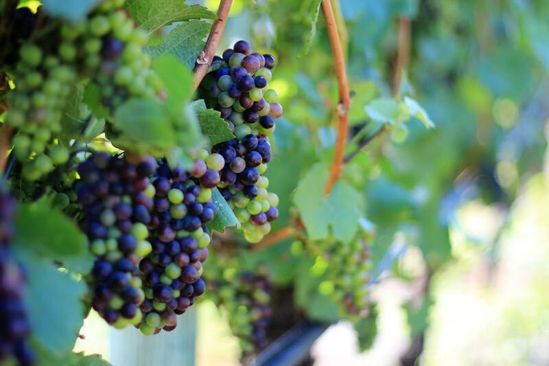 Sprachaufenthalt Kanada, Kelowna, The Vibrant Vine Winery