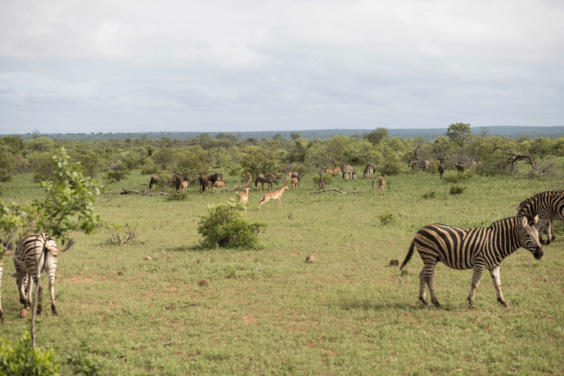 Séjour linguistique Afrique du Sud, Safari