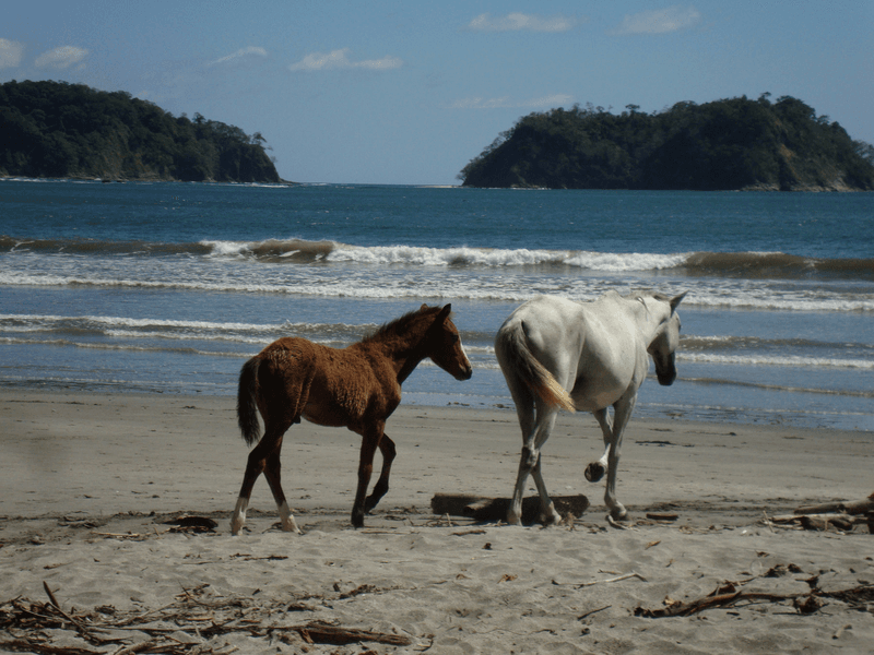 Sprachaufenthalt Costa Rica, Samara, Pferde