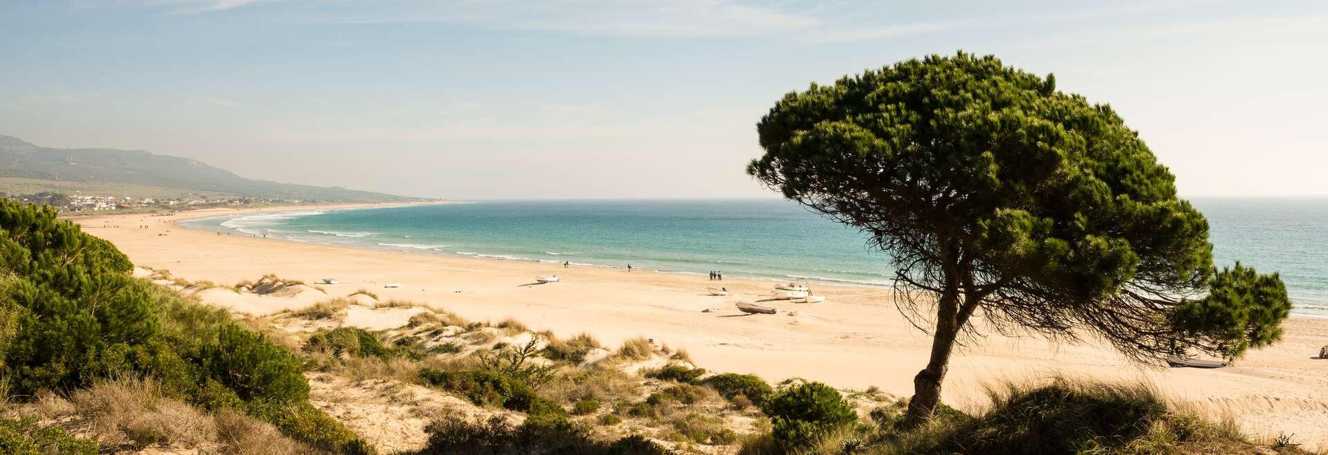 Bolonia beach close to Tarifa in Costa de la Luz, Andalusia, Southern Spain. Beautiful landscape of golden beach, coastal vegetation with stone pine tree. Turquoise Atlantic ocean,sunny winter day.
