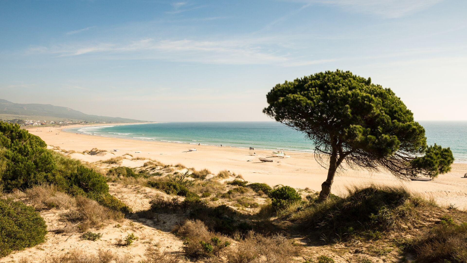 Bolonia beach close to Tarifa in Costa de la Luz, Andalusia, Southern Spain. Beautiful landscape of golden beach, coastal vegetation with stone pine tree. Turquoise Atlantic ocean,sunny winter day.