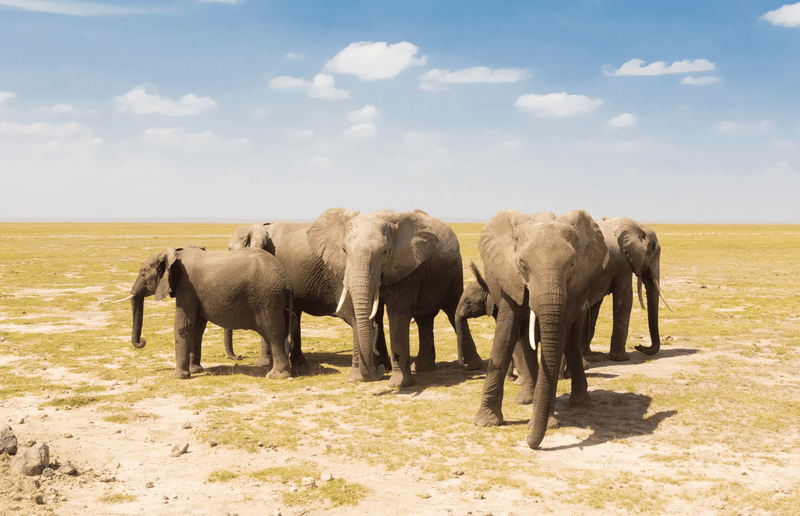 Sprachaufenthalt Südafrika, Safari